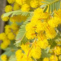 アカシア,ミモザ,ミモザアカシア,銀葉アカシアプルプレア,ギンヨウアカシアの画像