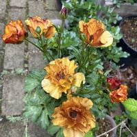 ラナンキュラス　ラックス,鉢植え,シェードガーデン,春の訪れ,ズボラガーデナーの画像