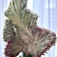 マハラジャ,ユーフォルビア マハラジャ,ラクテア ,ユーフォルビア・ラクテア,多肉植物の画像