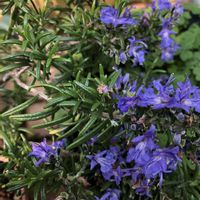 ローズマリーの画像