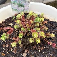 オレガノ ケントビューティー,ハーブ,花のある暮らし,緑が好き,緑がある暮らしの画像