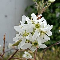 ジューンベリーの画像