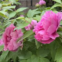 ボタン,ネコ好き,ピンクの花,花のある暮らし,庭の画像