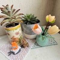 チューリップ,モクレン,ハオルチア 白うさぎ,ステファン苗 ナピリ,GSの繋がりに感謝♡の画像