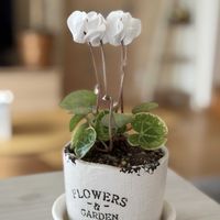 ガーデンシクラメン,白い花,かわいいな♡,花のある暮らし,小さな幸せ♡の画像