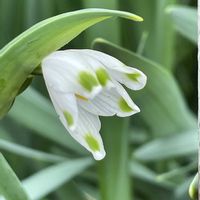 ハナニラ,ハナニラ,スノーフレーク,スノーフレーク,糸スイセンの画像