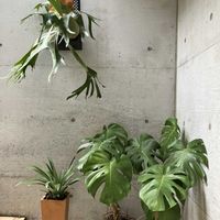 パイナップル,モンステラ,ビカクシダ,多肉植物,塊根植物の画像