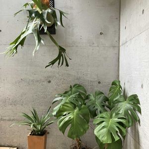 パイナップル,モンステラ,ビカクシダ,多肉植物,塊根植物の画像