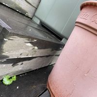 ナデシコ,モッコウバラ,カントウヨメナ,山野草,常緑の画像