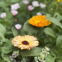 グレコマ,カレンデュラ,カレンデュラ,カレンジュラ,カレンジュラ コーヒークリームの画像