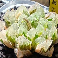 玄氷錦,ハオルチア属,多肉ちゃん,ボタニカルライフ,ベランダーの画像