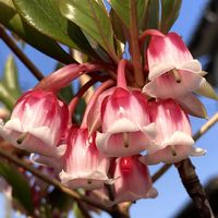 ツバキ,ヒヤシンス,ホンコンドウダン ピンクシャンデリアの画像