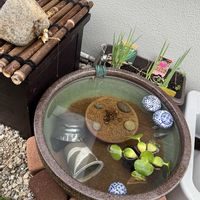 ホテイアオイ,睡蓮,ホテイ草,観察,和風の画像