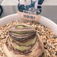 アマリリス,球根の画像