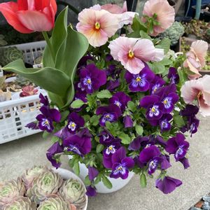 チューリップ,ネモフィラ,パンジー,葉牡丹,ビオラの画像