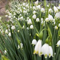 ジャーマンアイリス,スノーフレーク,ブルーベリー,白モッコウバラ,花のある暮らしの画像