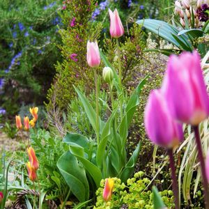 ハーブ,ガーデニング,無農薬,グラス女子(*ˊᵕˋ*)੭ ੈ,小さな庭の画像