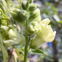 金魚草,黄色い花,植物中毒,今日の一枚❤,お花は癒しの画像