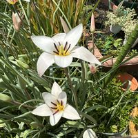 原種系ミニチューリップ,岐阜県,原種系チューリップ,多肉男子,岐阜の画像