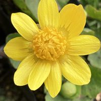 クロッカス,ヒメリュウキンカ,球根植物,花のある暮らし,GSのみなさんに感謝♡の画像