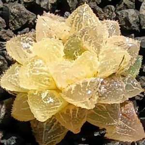 魔剣 錦,ハオルチア属,多肉ちゃん,ボタニカルライフ,ベランダーの画像