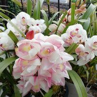 シンビジウム,株分け,花のある暮らし,いただきもの,「戦争のない、平和な世界に」の画像