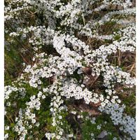 ユキヤナギ,いつもの散歩道,世界平和,被災地にエールを…。,道端徘徊同盟の画像