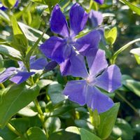 ツルニチニチソウ,春ですね♪,復興祈願,キュンキュン乙女倶楽部,平和を願う☆の画像