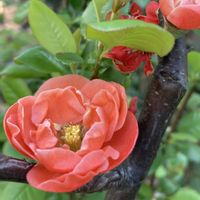 ハナニラ,ボケ,地植え,ガーデニング,多年草の画像