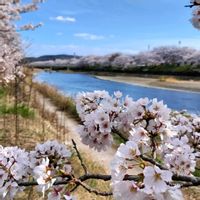 ムスカリ,ユキヤナギ,ソメイヨシノ,糸水仙,春の訪れの画像
