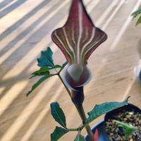 ユキモチソウ,山野草,葉っぱ好き,みどりのある暮らし,みどりに癒されるの画像