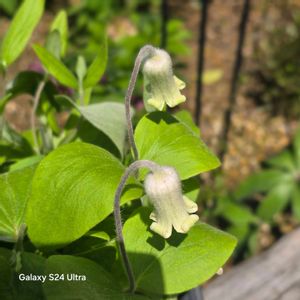 クレマチス,クレマチス  コアクチリス,クレマチス・コアクチリス（インテグリフォリア系）,いつもありがとう♡,軒下の画像