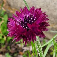 ヤグルマギク,ヤグルマギクの画像