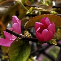 カリン,ヤブレガサの画像