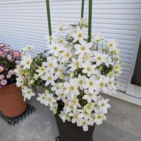 クレマチス,カートマニージョーの画像