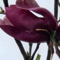 モクレン,モクレンの画像