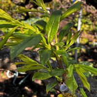 キウイ,プラム,接ぎ木,接木の画像