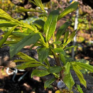 キウイ,プラム,接ぎ木,接木の画像