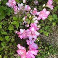 アザレア,我が家の庭,ビンクの花♡,庭の画像