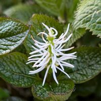 ヒトリシズカ,一人静,雑草,山野草,野草の画像