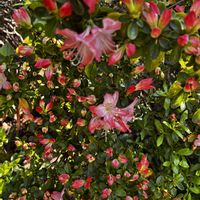 ツツジ,サツキの画像