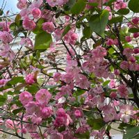 ライラック,ハナカイドウ,花のある暮らし,花好きさんと繋がりたい,猫好きさんと繋がりたいの画像