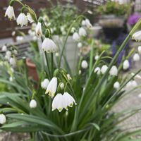 アジュガ,クリスマスローズ,サクラソウ,スノーフレーク,スノーフレークの画像