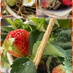 越後姫,ベランダガーデニングの画像