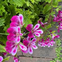 ペラルゴニウムの画像