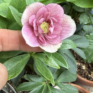 クリスマスローズ,クリスマスローズ,クリスマスローズ ダブル,クリスマスローズ ダブル,ベランダガーデニングの画像