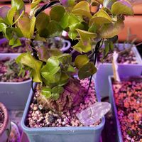 亀甲竜,そろそろおねむzzzですかぁ？の画像