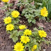 福寿草,庭の画像