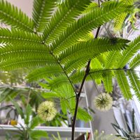 エバーフレッシュ,エバーフレッシュ,エバーフレッシュの花,観葉植物,観葉植物を楽しむの画像