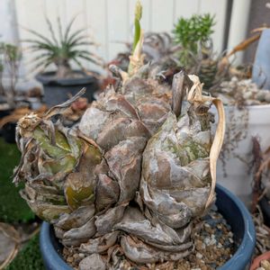 ウルギネア エピゲア,ウルギネア エピゲア,珍奇植物,ベランダの画像